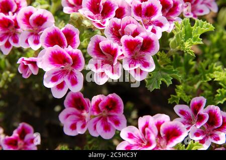 Rosa Pelargonium blüht an einem sonnigen Tag im Garten Stockfoto