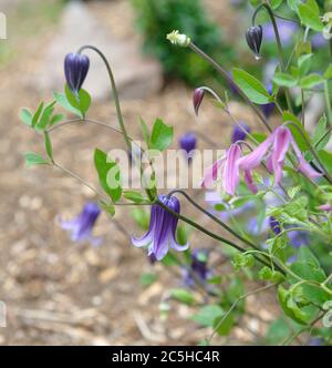 Waldrebe Clematis Rooguchi, Waldrebe Clematis integrifolia Rosea Stockfoto