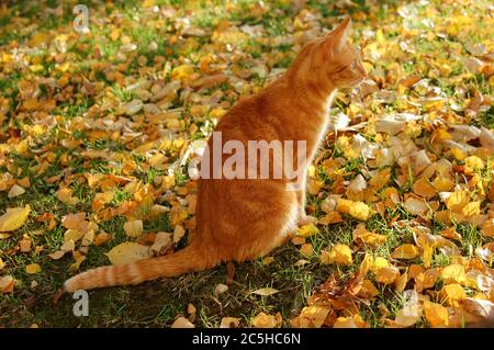 Erwachsene rote Katze im Profil sitzt draußen in der Sonne zwischen herbstlichen Blättern und wartet auf den Blick nach vorne Stockfoto