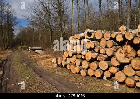 Baumstämme geschnitten und gestapelt angeordnet und für die Entfernung aus dem Wald zur Industrie vorbereitet. Stockfoto