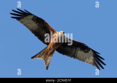 Porträt eines roten Drachen (milvus milvus) im Flug mit ausgebreiteten Flügeln und blauem Hintergrund in deutschland retschow mecklenburg vorpommern Stockfoto