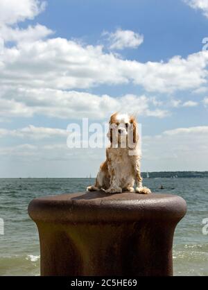 Archie der Kavalier König Charles Spaniel posiert für die Kamera auf einem Poller Stockfoto