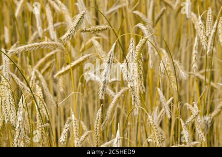 Roggenkornfeld vor der Ernte Stockfoto