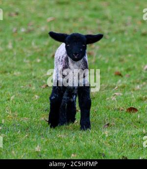 Porträt eines jungen und niedlichen Kerry Hill Schaf Lamm Stockfoto