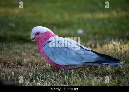 Die ganze Länge eines rosa Galavogels auf dem Gras Stockfoto