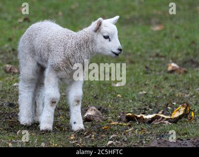 Porträt eines jungen und niedlichen Kerry Hill Schaf Lamm Stockfoto