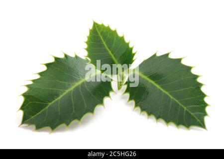 holly Zweig isoliert auf weiß Stockfoto