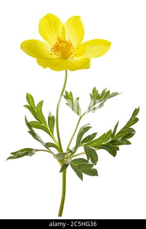 Alpenpasqueblume isoliert auf weiß Stockfoto