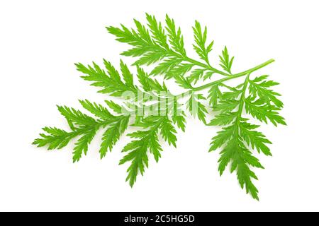 Artemisia annua Zweig isoliert auf weißem Hintergrund Stockfoto