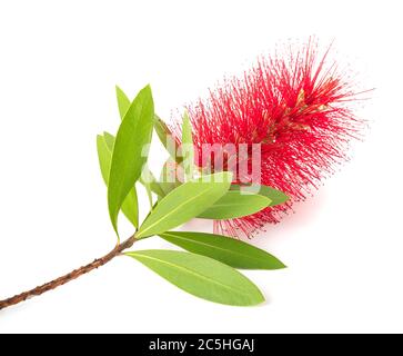 Crimson bottlebrush Blumen auf weißem Hintergrund Stockfoto