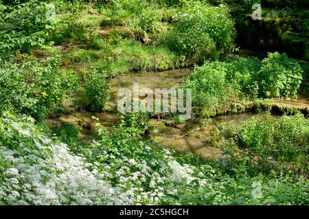 Idyllische Waldlandschaft im Sommer mit dem Fluss Lillach, der über die Sinterterrassen (Sinterterrassen) in der Nähe der Stadt Weißenohe, Deutschland, fließt Stockfoto