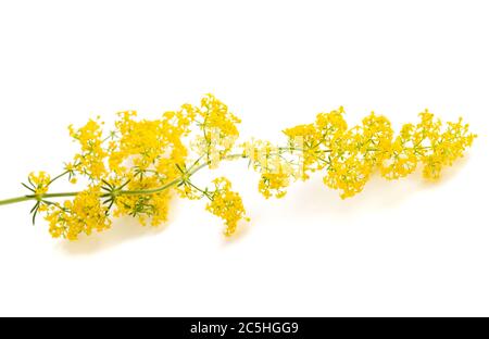 Lady's Bettstroh Blumen ( Galium verum ) isoliert auf weiß Stockfoto