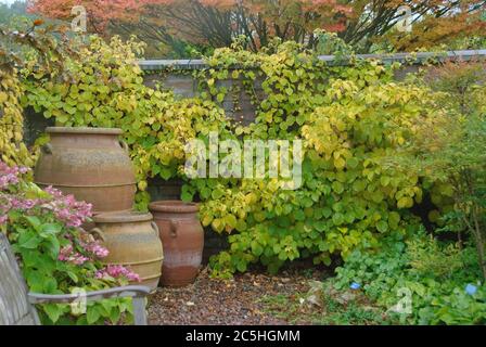 Kletterhortensie Hydrangea, Hortensie, Hortensia anomala subsp. Petiolaris Stockfoto