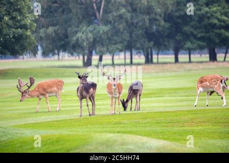 Eine Herde wilder Hirsche, die im Belton House, England grasen Stockfoto