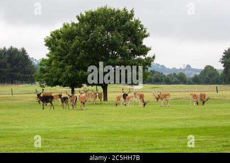 Eine Herde wilder Hirsche, die im Belton House, England grasen Stockfoto