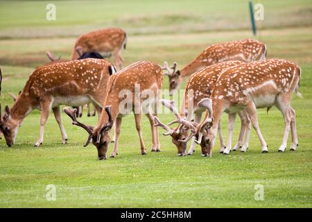 Eine Herde wilder Hirsche, die im Belton House, England grasen Stockfoto