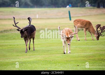 Eine Herde wilder Hirsche, die im Belton House, England grasen Stockfoto