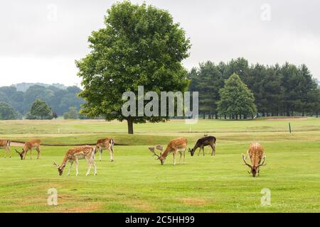 Eine Herde wilder Hirsche, die im Belton House, England grasen Stockfoto