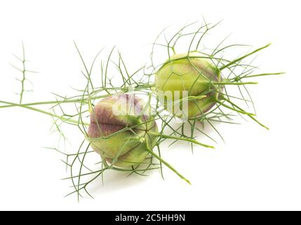 nigella Kapseln isoliert auf weiß Stockfoto