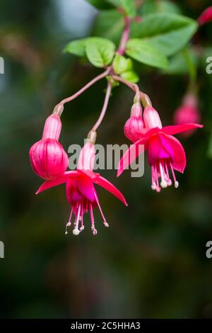 Leuchtend rosa Fuschien in den Gärten von Belton House, National Trust Eigentum Stockfoto