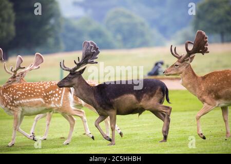 Eine Herde wilder Hirsche, die im Belton House, England grasen Stockfoto