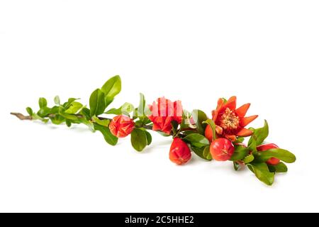 Granatapfel-Zweig mit Blüten isoliert auf weiss Stockfoto