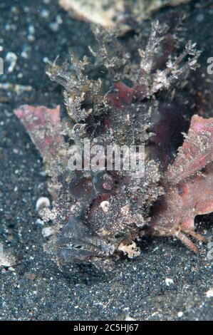 Stachelfisch, Inimicus didactylus, mit Stacheln, Friseurtauchplatz, Lembeh Straits, Sulawesi, Indonesien Stockfoto