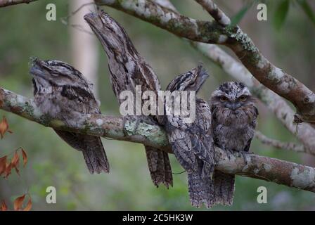 Tawny Frogmouth Familie gefangen am Morgen zu schlappen Stockfoto