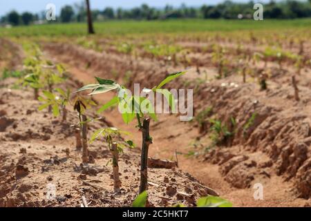 Eine Cassava Plantage in Rillen für die Pflanzung in einer schönen Reihe gemacht. Sah einen kleinen Cassava Baum und den Himmel als Hintergrund. Stockfoto