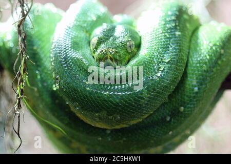 Grüner Baumpython Stockfoto