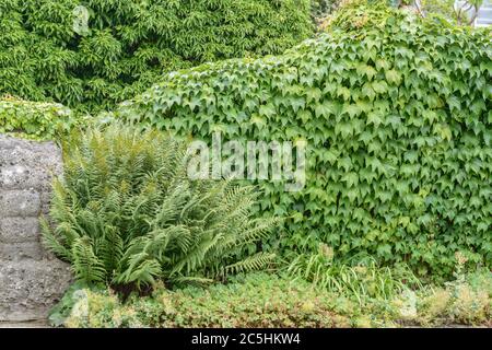 Selbstklimmender Wein Parthenocissus tricuspidata Grüner Frühling Stockfoto
