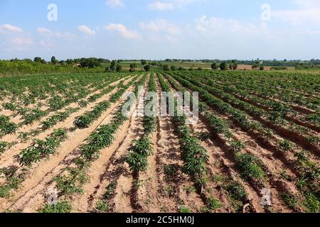 Eine Cassava Plantage in Rillen für die Pflanzung in einer schönen Reihe gemacht. Sah einen kleinen Cassava Baum und den Himmel als Hintergrund. Stockfoto