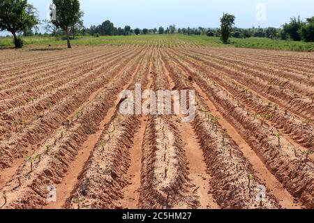 Eine Cassava Plantage in Rillen für die Pflanzung in einer schönen Reihe gemacht. Sah einen kleinen Cassava Baum und den Himmel als Hintergrund. Stockfoto