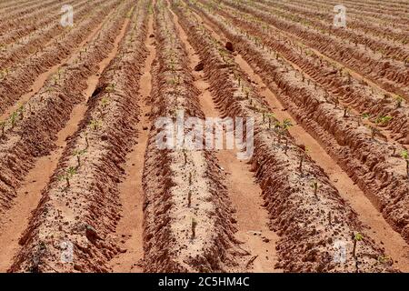 Eine Cassava Plantage in Rillen für die Pflanzung in einer schönen Reihe gemacht. Sah einen kleinen Cassava Baum. Stockfoto