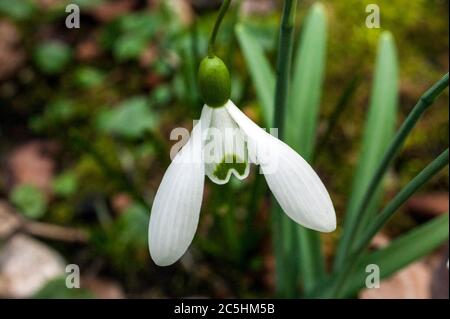 Schneeglöckchen (Galanthus) 'Magnet' eine Art Schneeglöckchen, die oft in frühen Frühlingsgärten gefunden wird Stockfoto