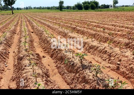 Eine Cassava Plantage in Rillen für die Pflanzung in einer schönen Reihe gemacht. Sah einen kleinen Cassava Baum und den Himmel als Hintergrund. Stockfoto
