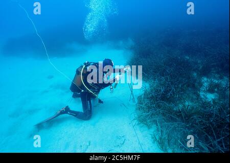 Meereswissenschaftler, die Seegras, Posidonia oceanica, Überwachungsstation in Kas-Kekova Marine Protected Area Antalya Türkei. Stockfoto