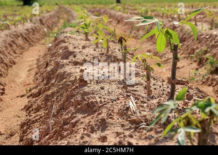 Eine Cassava Plantage in Rillen für die Pflanzung in einer schönen Reihe gemacht. Sah einen kleinen Cassava Baum. Stockfoto