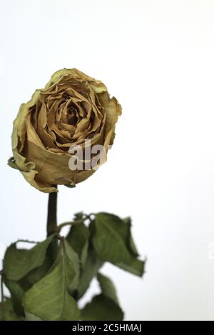 Nahaufnahme einer getrockneten gelben Rose auf weißem Hintergrund Stockfoto