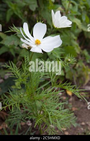 Ein Garten Kosmos auch als mexikanische Aster oder Annual Cosmos bekannt Stockfoto