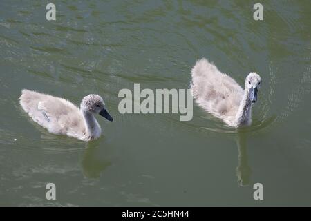 2 Cygnets beim Schwimmen auf der Themse in Großbritannien Stockfoto