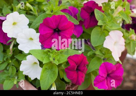 Die Pflanze nannte eine große weiße Petunia auch als Nachtschatten wächst in einem Topf in Großbritannien Stockfoto