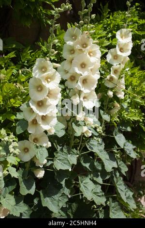 White Common Hollyhocks, eine Art von Malve auch als Rose Mallow oder Garten Hollyhock bekannt Stockfoto