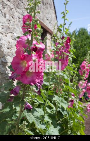 Rosa gemeine Hollyhocks wachsen gegen die Seite eines alten Häuschen, auch als Garten Hollyhock bekannt Stockfoto