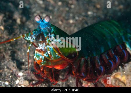 Smashing Mantis Shrimp, Odontodactylus scyllarus, TK2 Tauchplatz, Lembeh Straits, Sulawesi, Indonesien Stockfoto