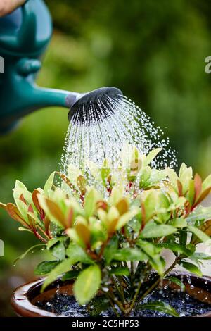 Frau, die Skimmia-Pflanze im Garten wässert Stockfoto