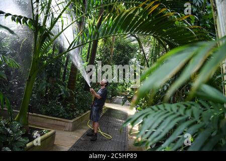 Der Gartenbauwissenschaftler will Spolestra bewässert Pflanzen im Palm House der Royal Botanic Gardens in Kew, London, während sie sich darauf vorbereiten, ihre Gewächshäuser für die Öffentlichkeit wieder zu öffnen, wenn die Aufhebung weiterer Sperrungen in England am Samstag in Kraft tritt. Stockfoto