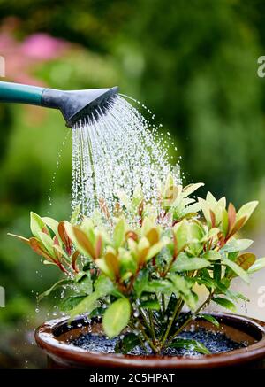 Frau, die Skimmia-Pflanze im Garten wässert Stockfoto