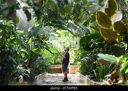 Der Gartenbauwissenschaftler will Spolestra bewässert Pflanzen im Palm House der Royal Botanic Gardens in Kew, London, während sie sich darauf vorbereiten, ihre Gewächshäuser für die Öffentlichkeit wieder zu öffnen, wenn die Aufhebung weiterer Sperrungen in England am Samstag in Kraft tritt. Stockfoto