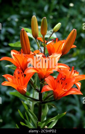 Eine Orangen Lilie auch bekannt als Feuerlilie, Rote Lilie und Tigerlilie Stockfoto